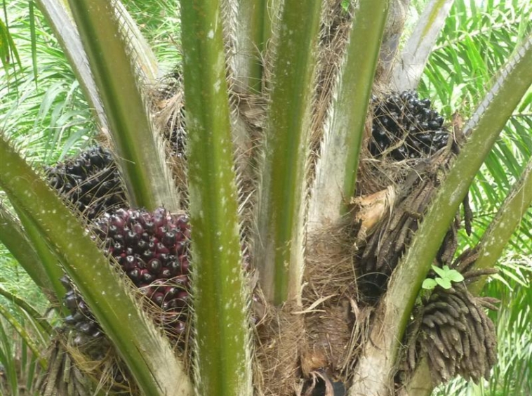 golfito-income-producing-palm-farm