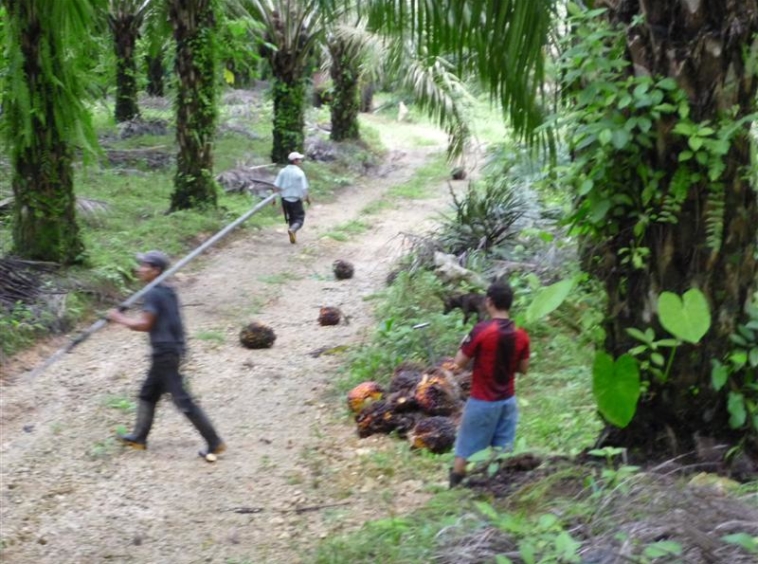 golfito-income-producing-palm-farm