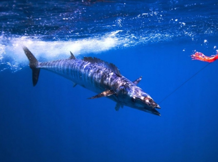 pavones-fishing-wahoo-uw