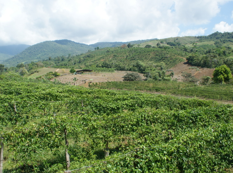 income-producing-260-acre-farm-costa-rica