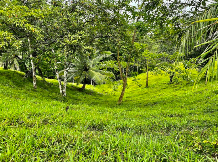 finca-cuervito-pavones-costa-rica-for-sale
