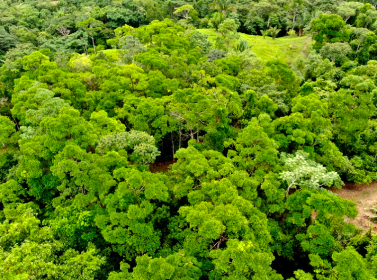 finca-cuervito-pavones-costa-rica-for-sale