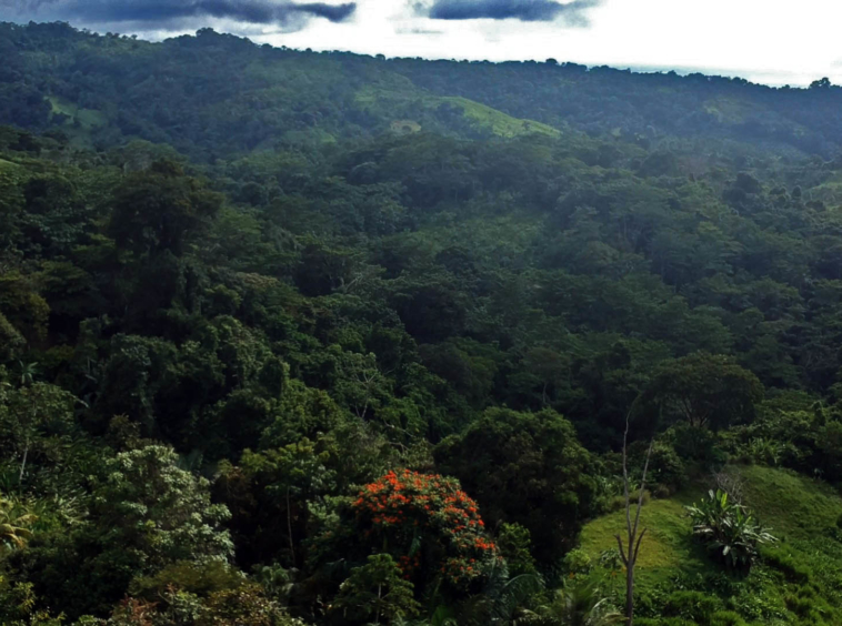 cuervito-pavones-lot-for-sale