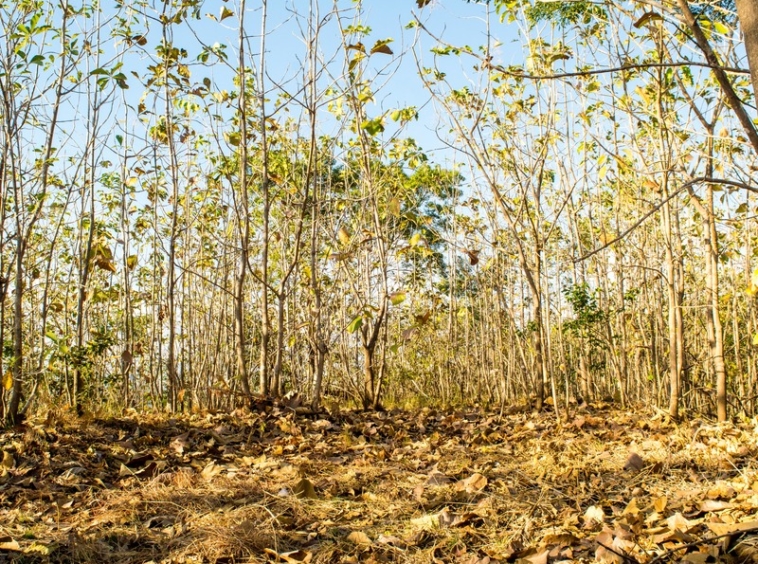 samara-development-opportunity-costa-rica
