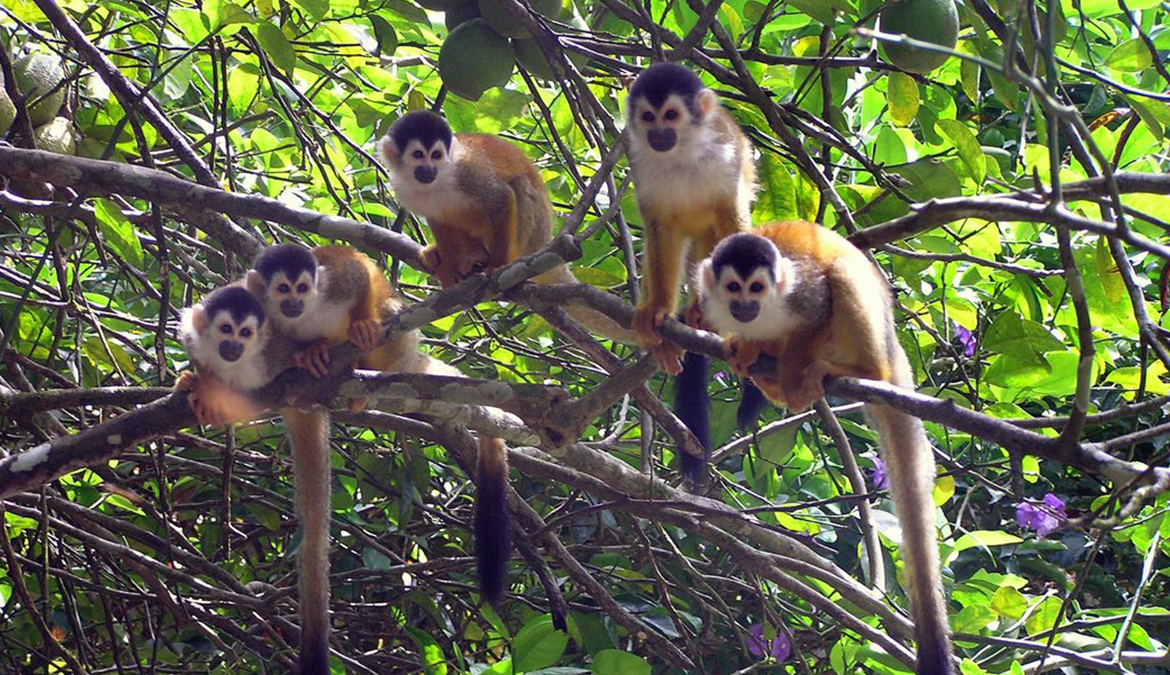 playa-zancudo-monkeys