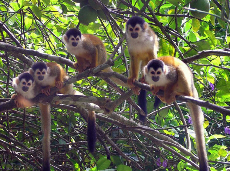 playa-zancudo-monkeys