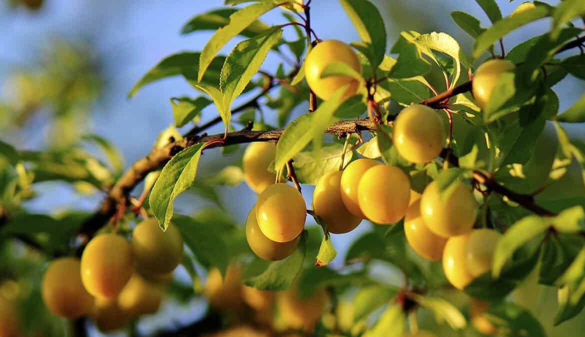 vista-dulce-pavones-star-fruit-permaculture