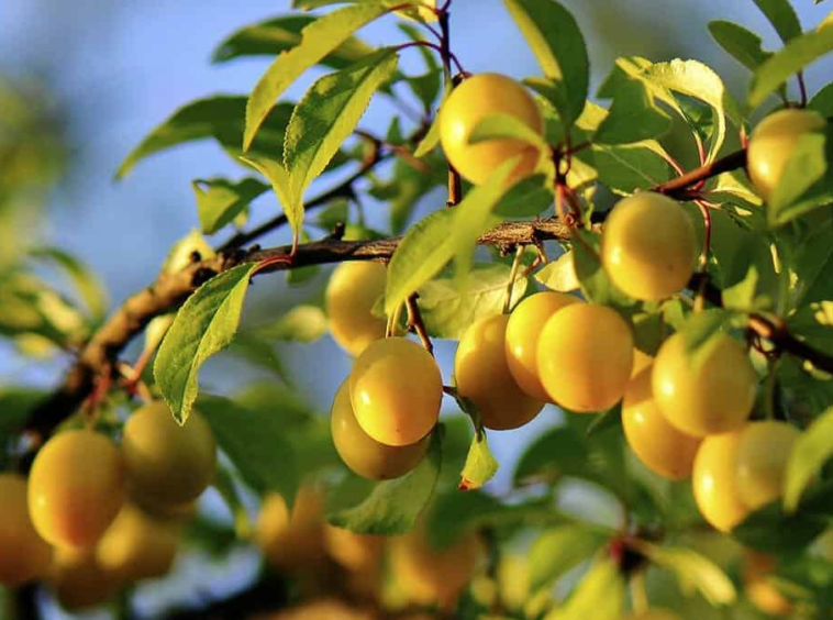 vista-dulce-pavones-star-fruit-permaculture