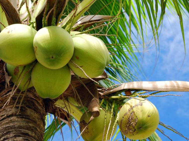 vista-dulce-pavones-star-fruit-permaculture