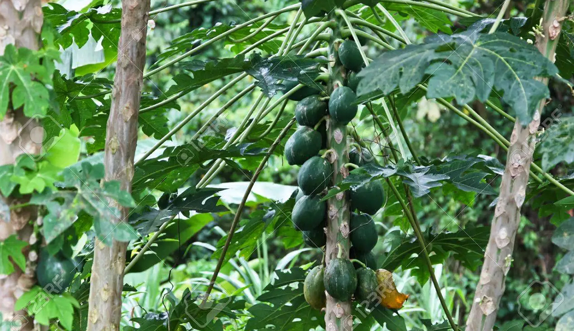 vista-dulce-pavones-fruit-trees-permaculture