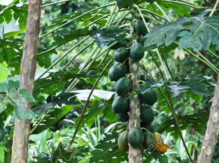 vista-dulce-pavones-fruit-trees-permaculture