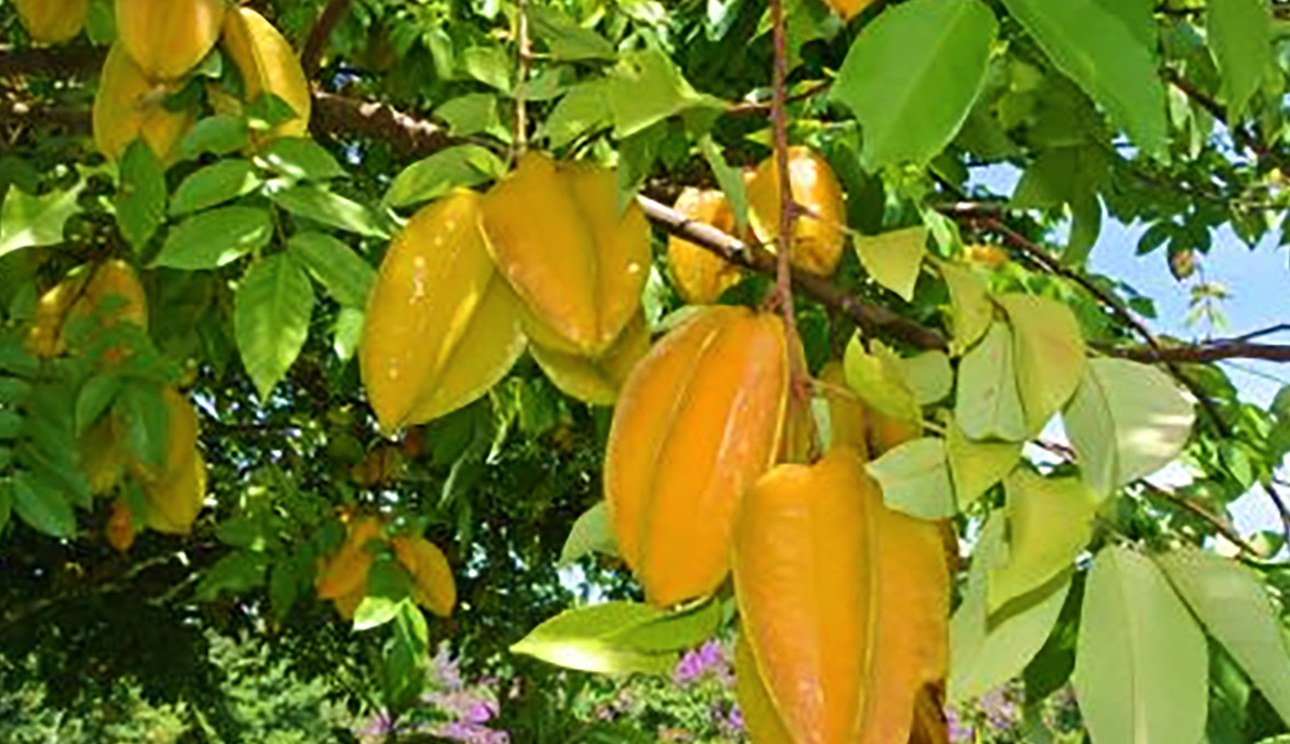 vista-dulce-pavones-star-fruit-permaculture