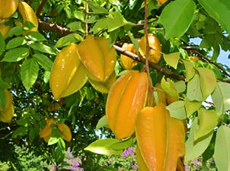 vista-dulce-pavones-star-fruit-permaculture