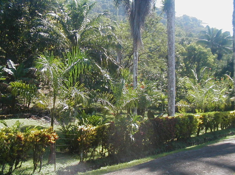 ocean-view-lot-golfito