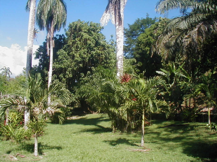 ocean-view-lot-golfito