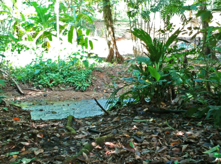 pavones-2-hectares-with-creek