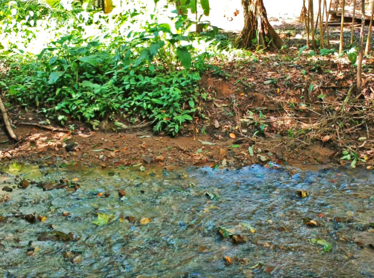pavones-2-hectares-with-creek