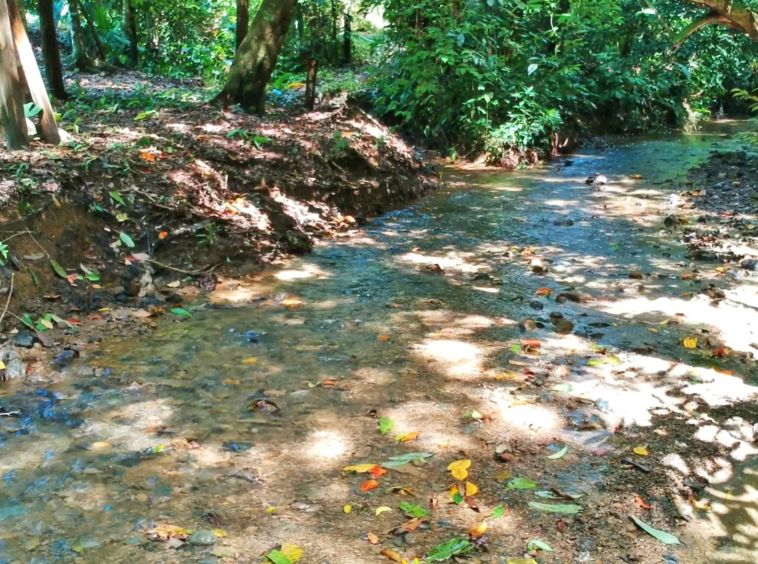 pavones-2-hectares-with-creek