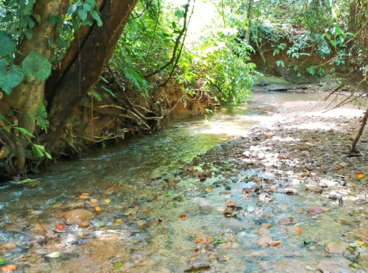 pavones-2-hectares-with-creek