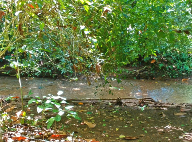 pavones-2-hectares-with-creek