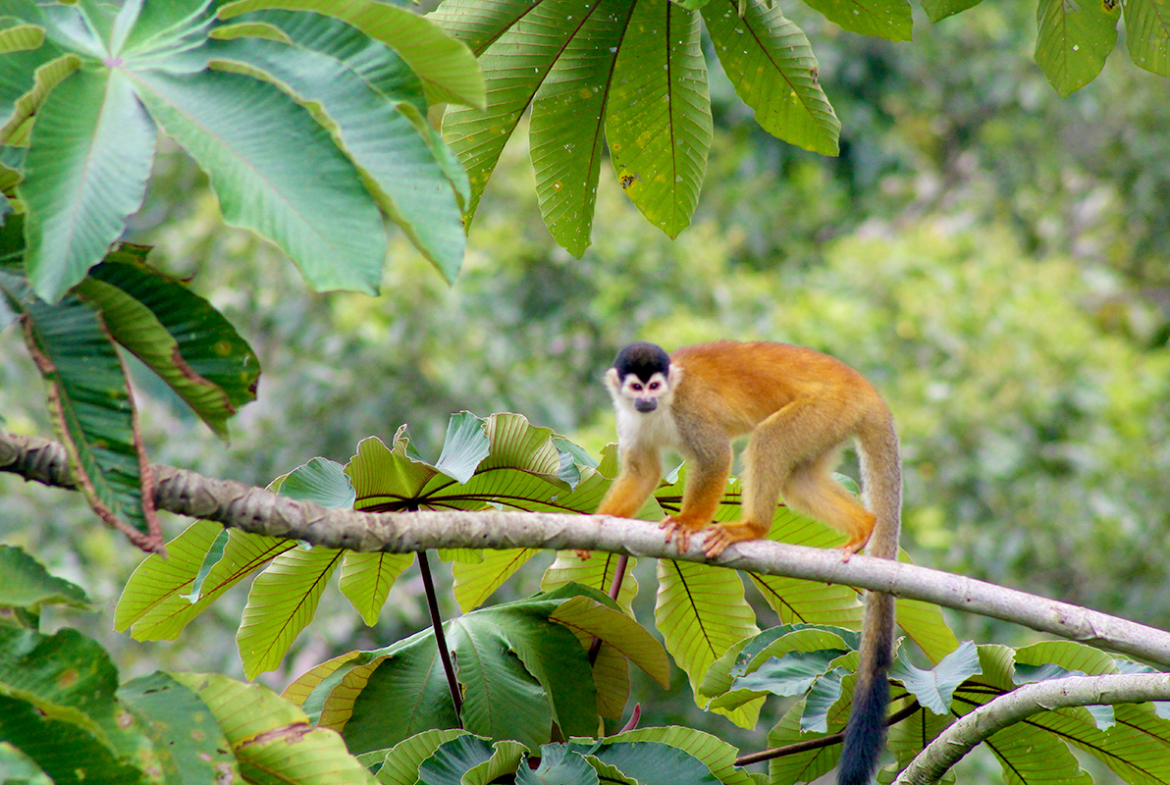 pavones-cabinas-monkey