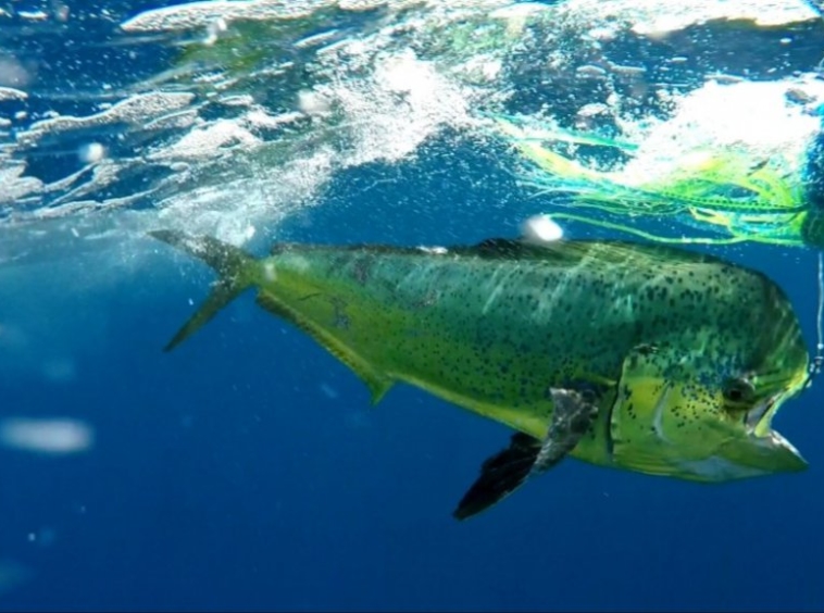 zancudo-lodge-fishing-dorado-uw