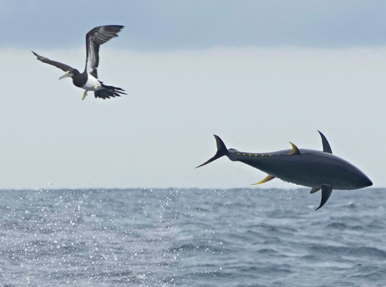 zancudo-lodge-fishing-tuna-jump