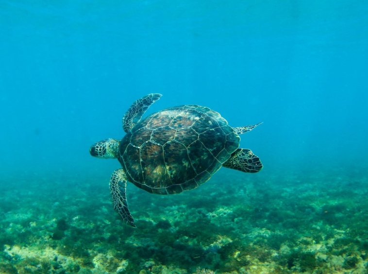 rincon-surf-club-puerto-rico