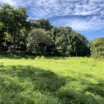 pavones-sawmill-lot-5000-sq-mtrs