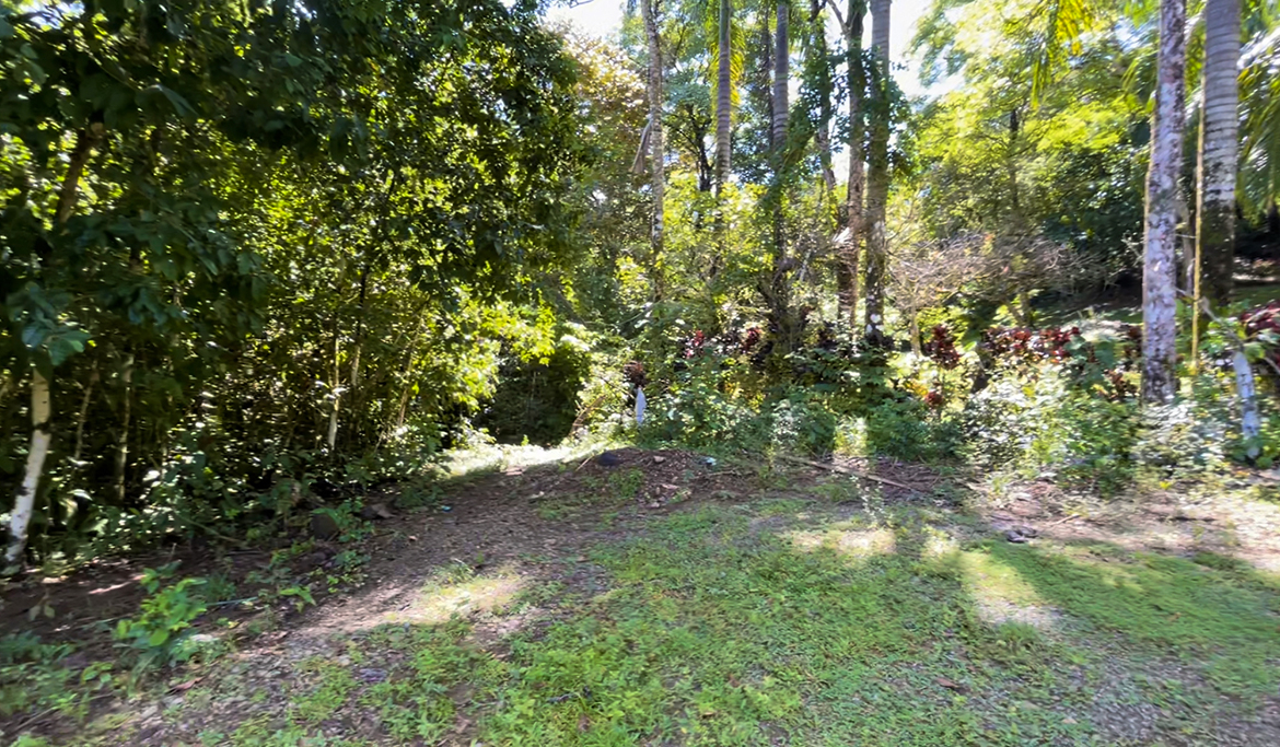 pavones-sawmill-lot-5000-sq-mtrs
