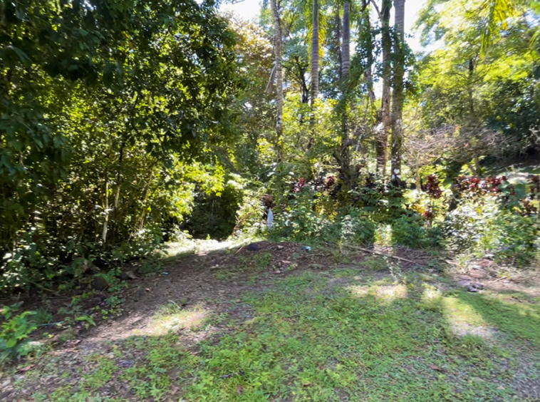 pavones-sawmill-lot-5000-sq-mtrs