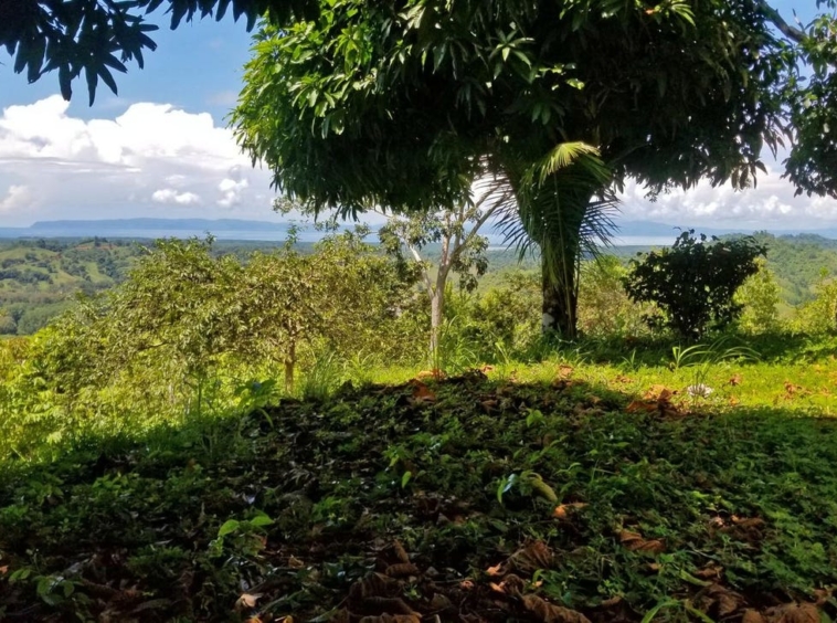 rio-coto-property-23-hectares