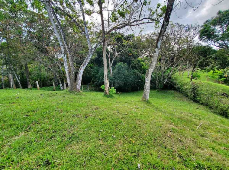 pavones-el-toucan-lot