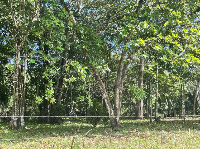 Playa-Zancudo-Arena-Alta-Lot-1526-M2