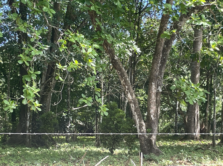Playa-Zancudo-Arena-Alta-Lot-1526-M2
