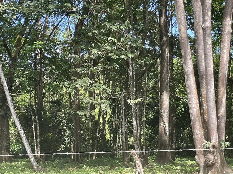 Playa-Zancudo-Arena-Alta-Lot-1526-M2