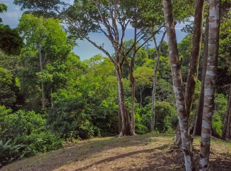 75-acres-matapalo-costa-rica