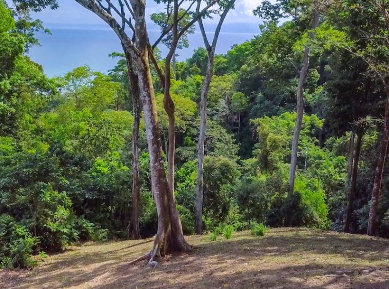 75-acres-matapalo-costa-rica