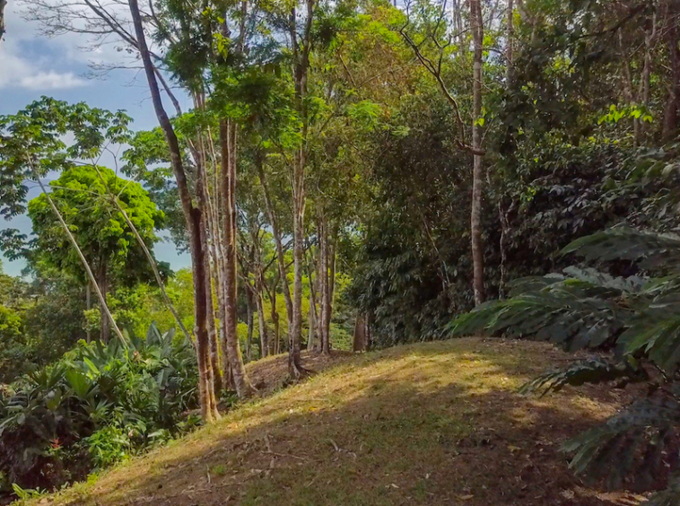 75-acres-matapalo-costa-rica
