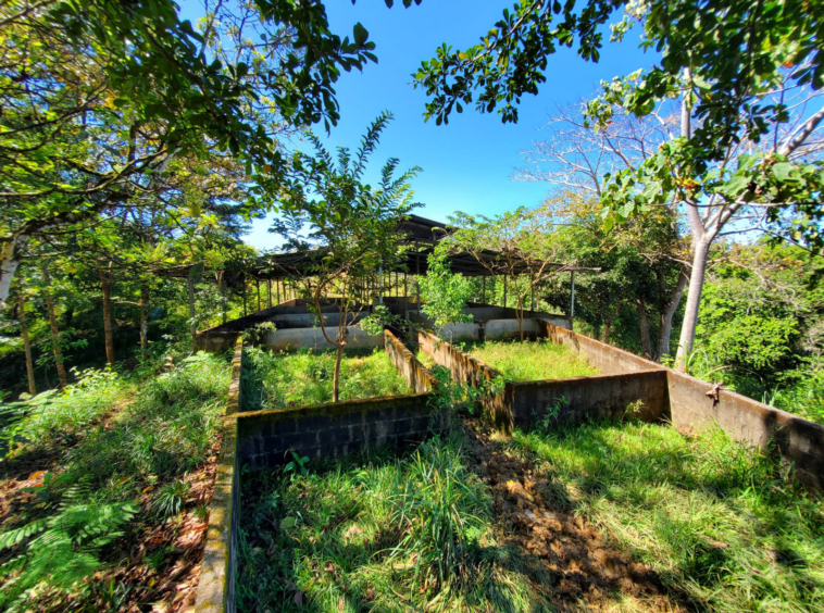 finca-caballo-blanco-pavones