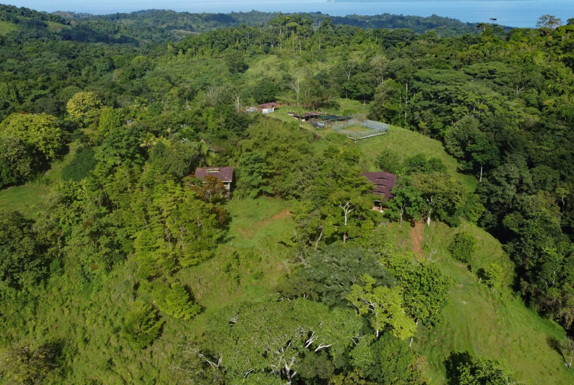 finca-caballo-blanco-pavones