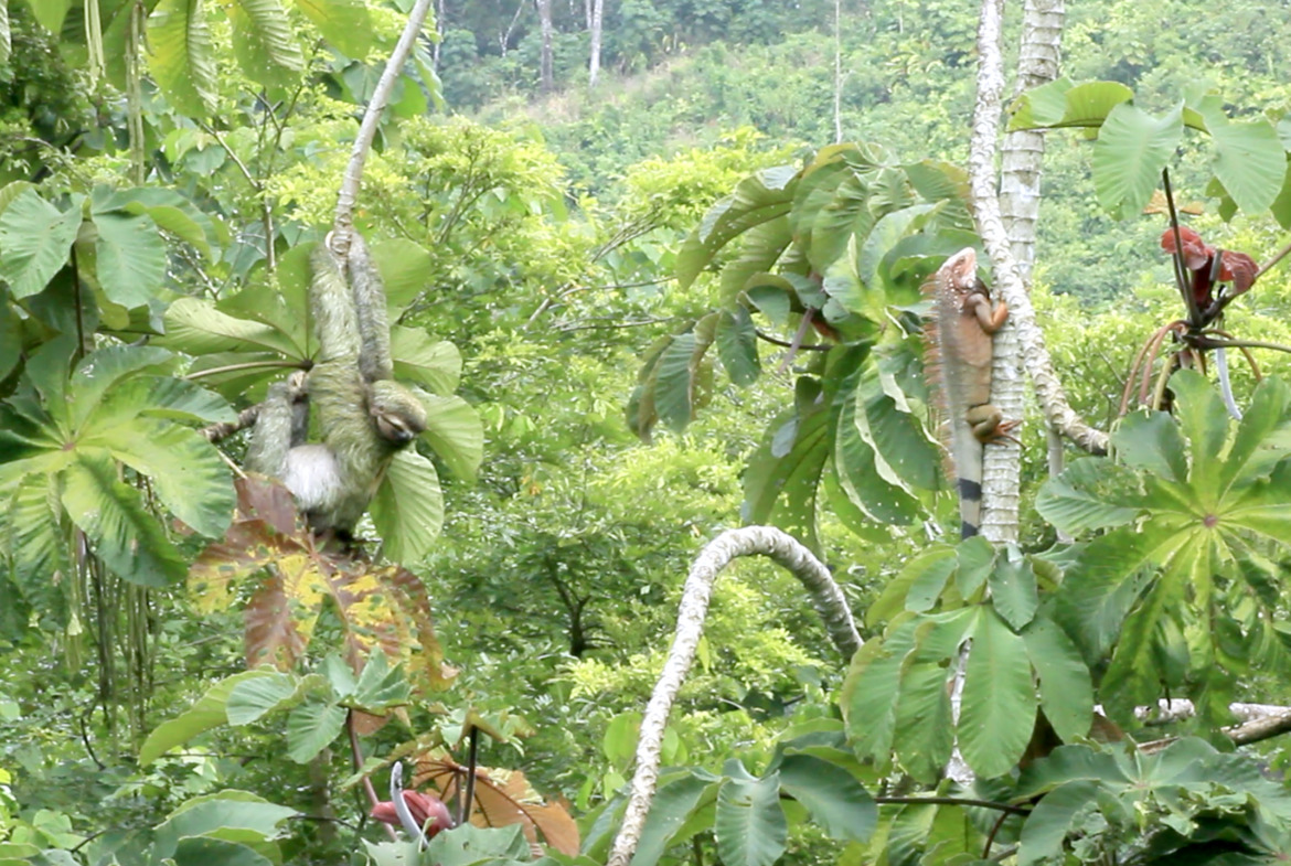 pavones-sloth-iguana
