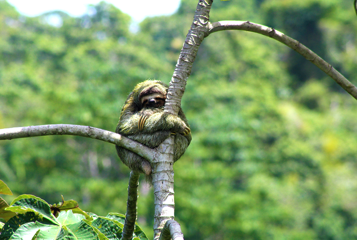 sloth-pavones-hugging