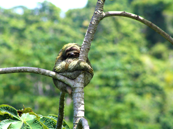 sloth-pavones-hugging