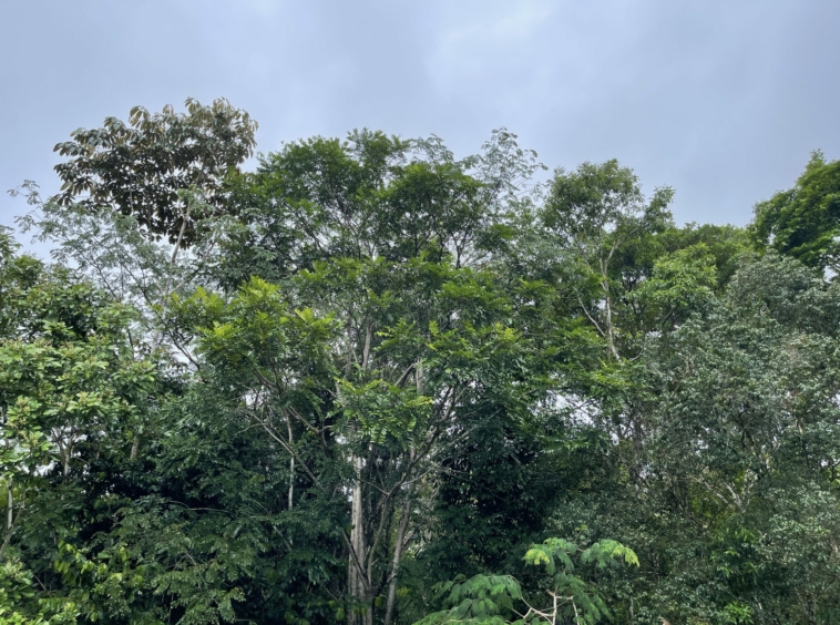 oceanview-lot-near-surf