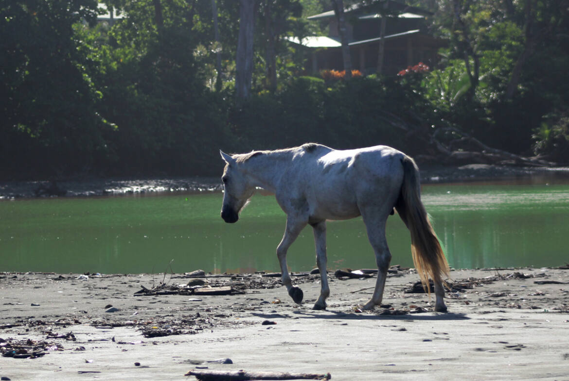 paraiso-mangle-1.24-acres-with-house-&-walk-to-beach