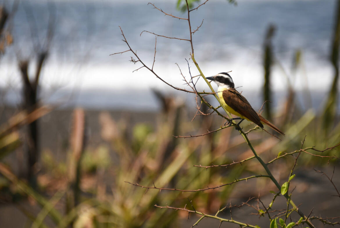 tres-volcanes-ocean-villa-nicaragua