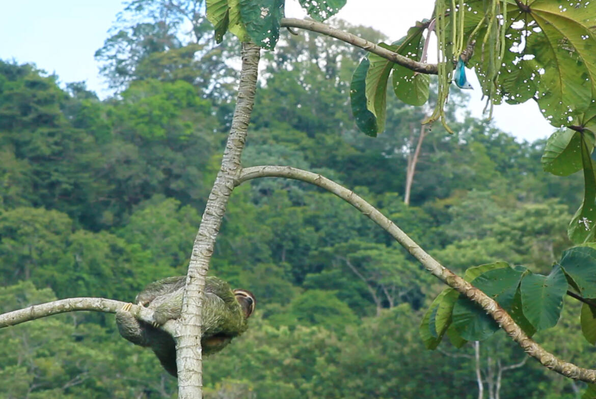 House-and-Pool-With-Ocean-View-pavones-sloth-bluebird