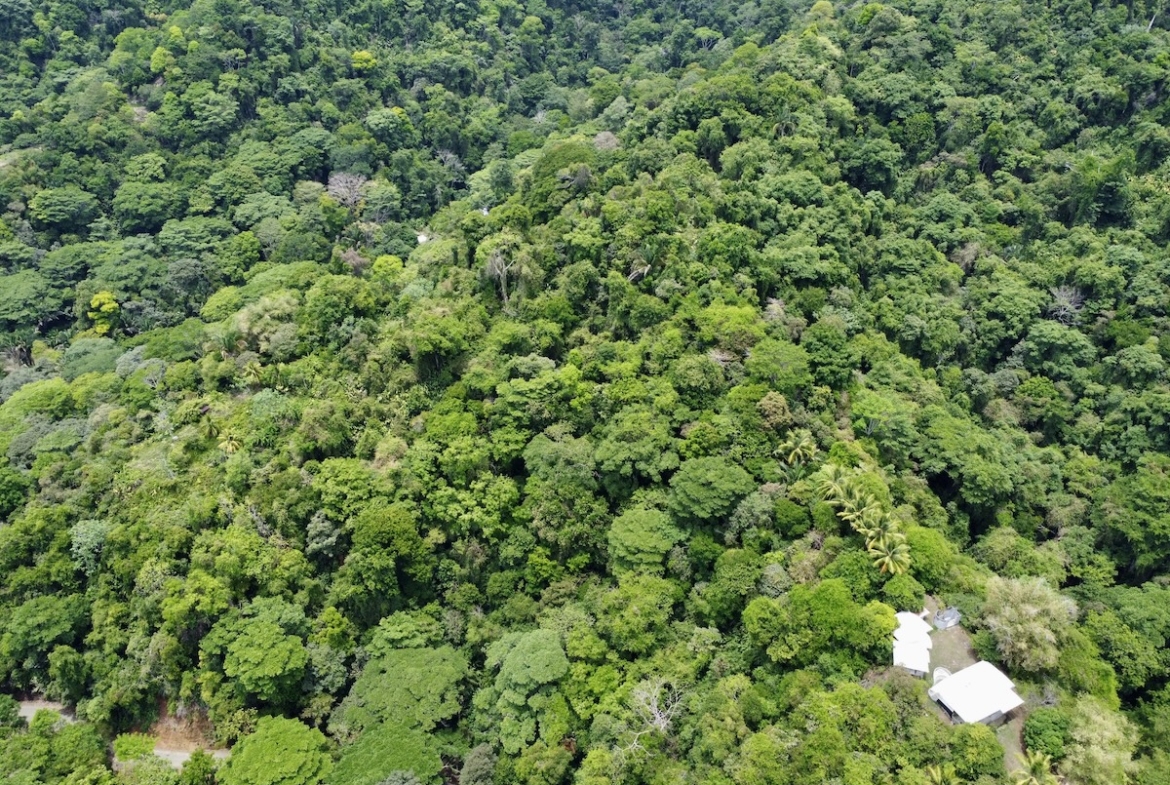 primary-rainforest-27-acre-ocean-view-property
