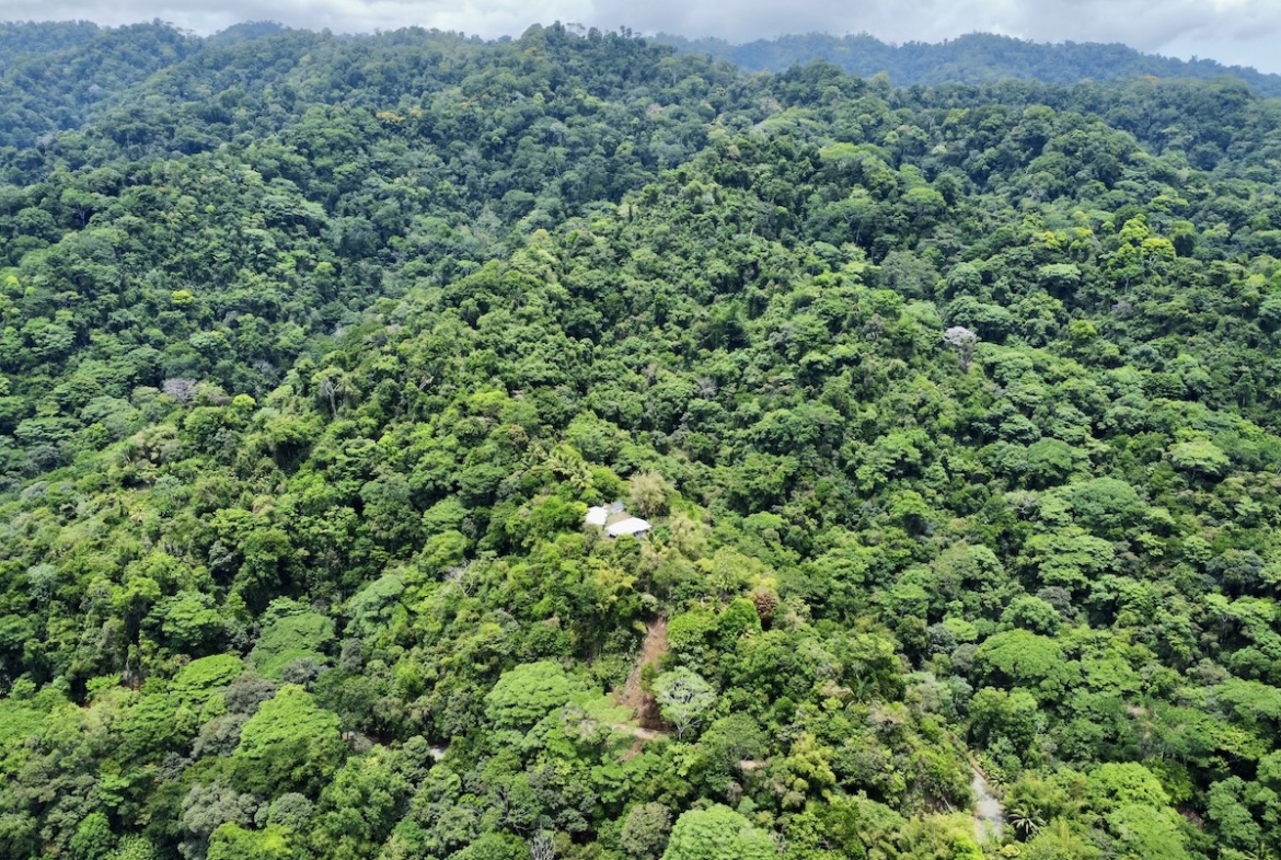 primary-rainforest-27-acre-ocean-view-property